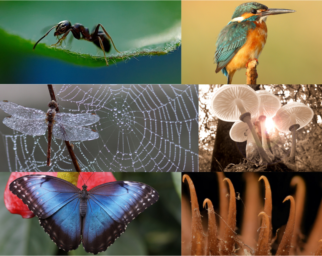 Quand Le Vivant Nous Inspire Le Biomimétisme Nature Au Coeur Quand Le Vivant Nous Inspire Le Biomimétisme Nature Au Coeur